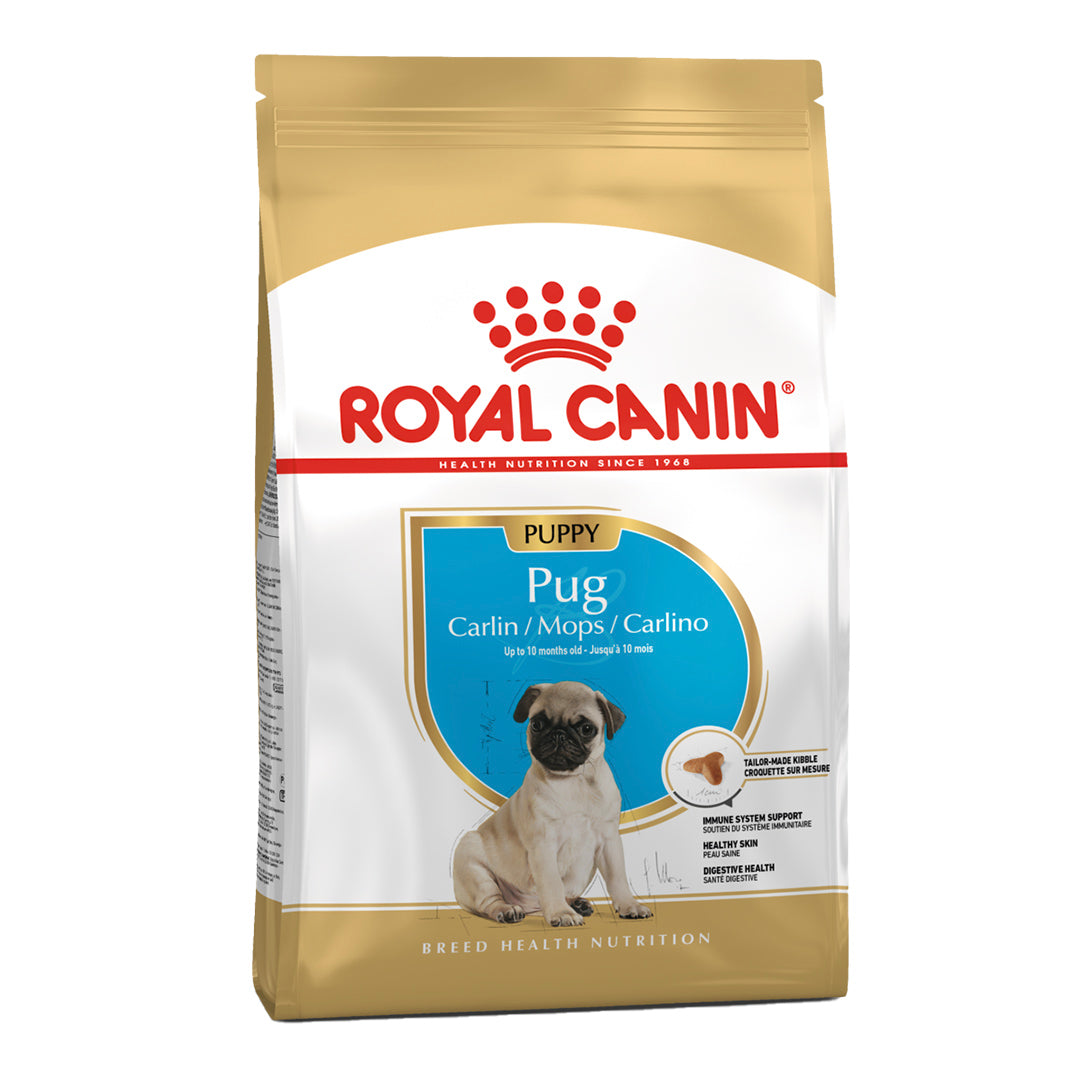 BHN PUG PUPPY 1,13 KG