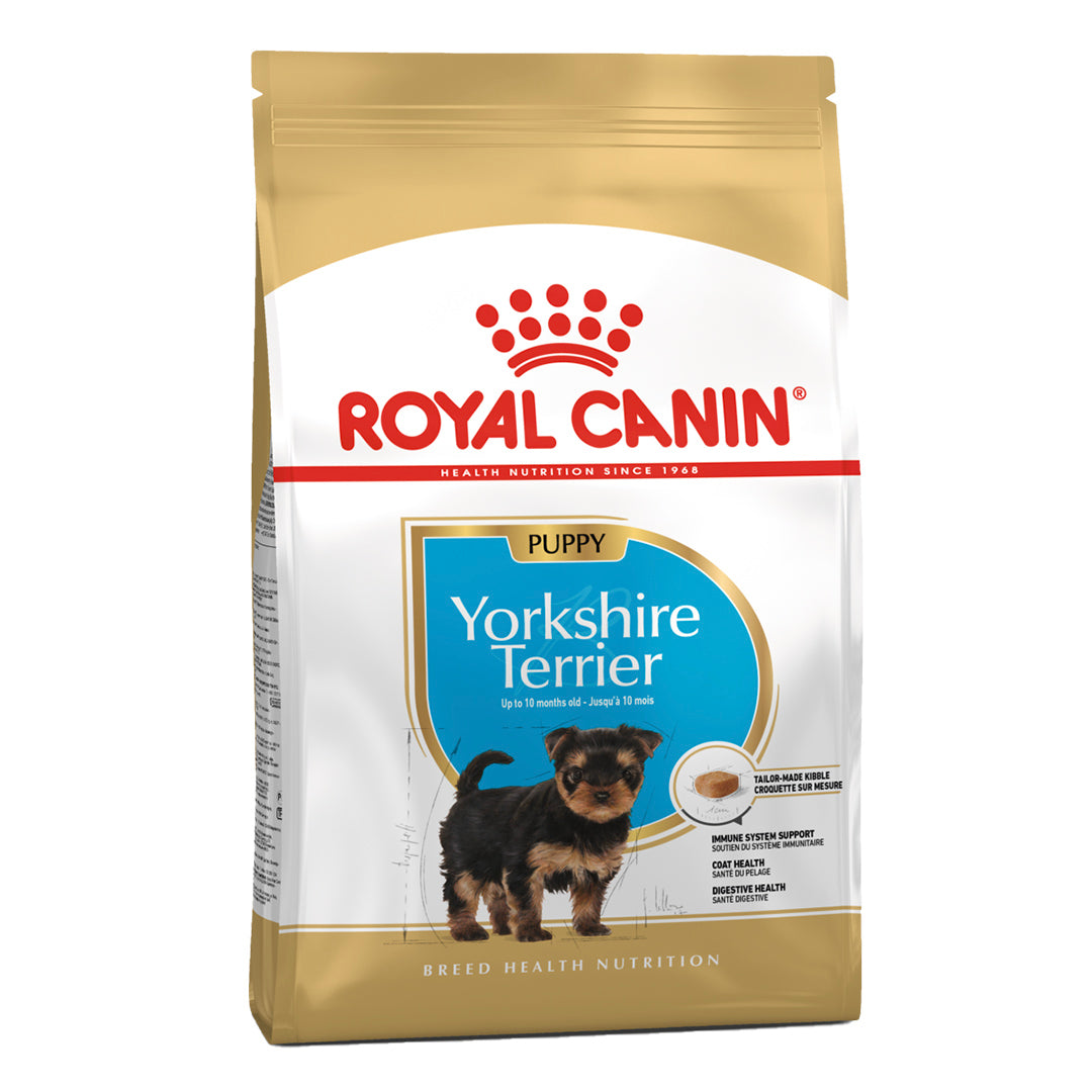 BHN YORKSHIRE PUPPY 1,13 KG