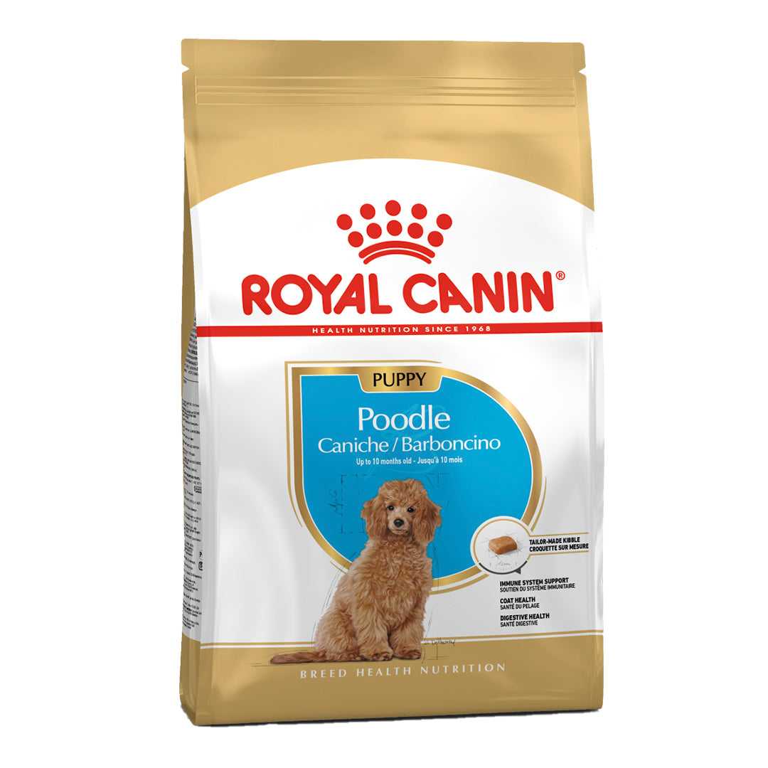 BHN POODLE PUPPY 3KG